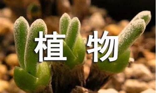 植物园作文500字